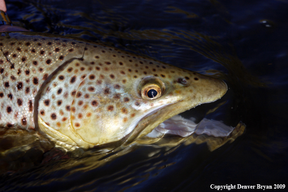 Large male brown trout