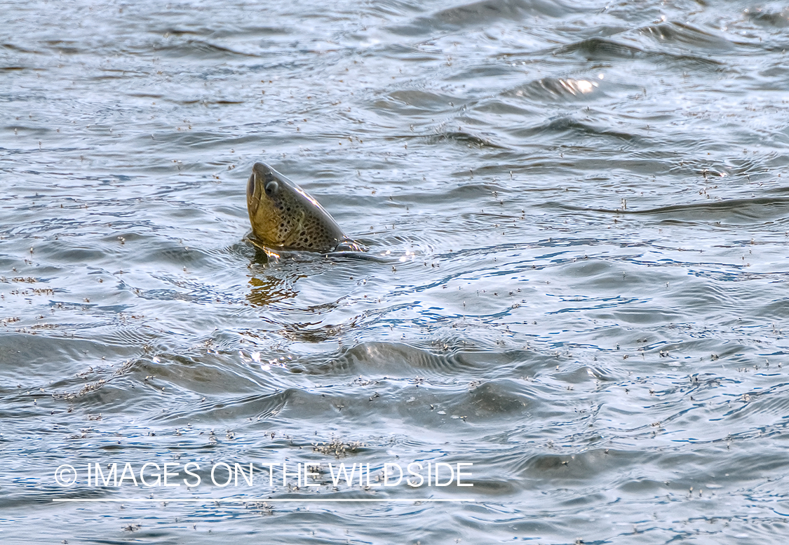 Brown Trout gluping insects on water surface. 