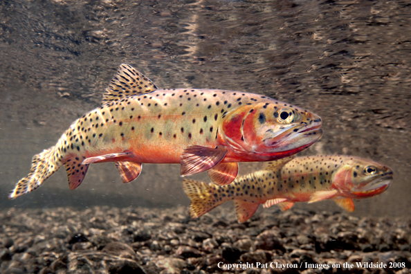 Cutthroat Trout