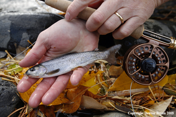 Small Cutthroat Trout at Crandall Creek, Wyoming