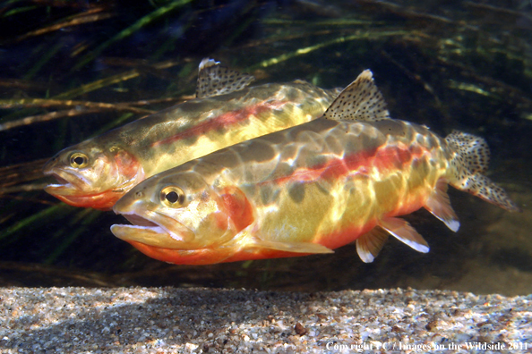 Golden trout, Golden Trout Wilderness, CA. 