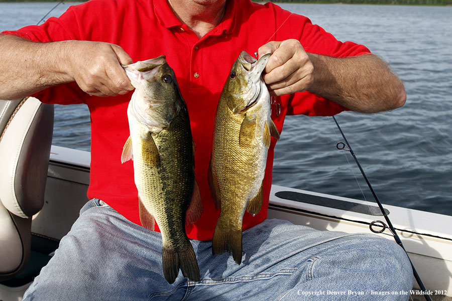 Fisherman with a smallmouth bass (right) and a largemouth bass (left).