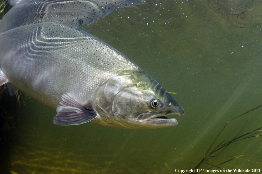 Alaskan silver salmon. 