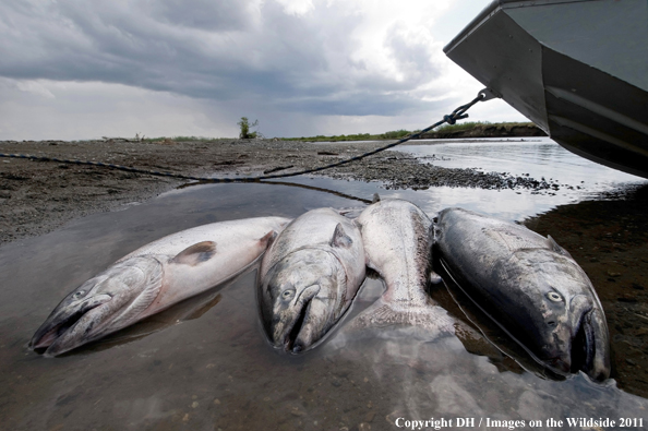 King Salmon on beach. 