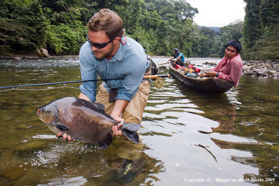 Flyfisherman releasing a pacu.