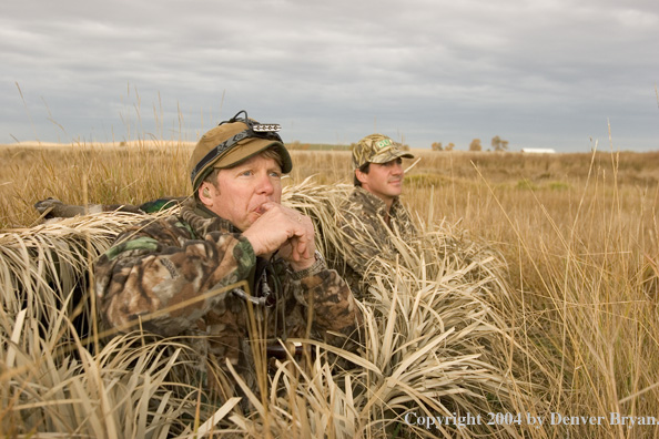 Hunter calling ducks from blind.