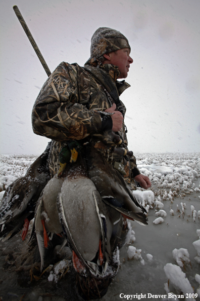 Waterfowl hunter with killed mallard ducks.