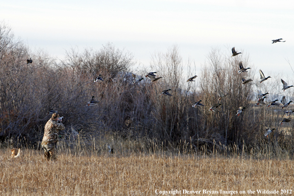 Duck hunter taking aim at flock of mallards.  