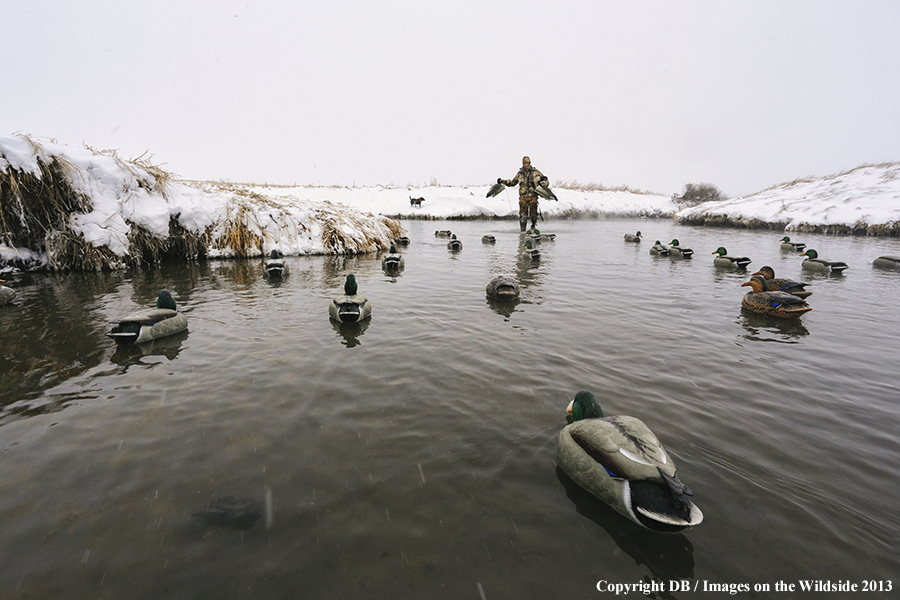 Waterfowl hunter setting decoys.