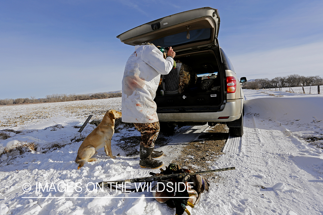 Waterfowl hunter loading bagged mallards into vehicle.