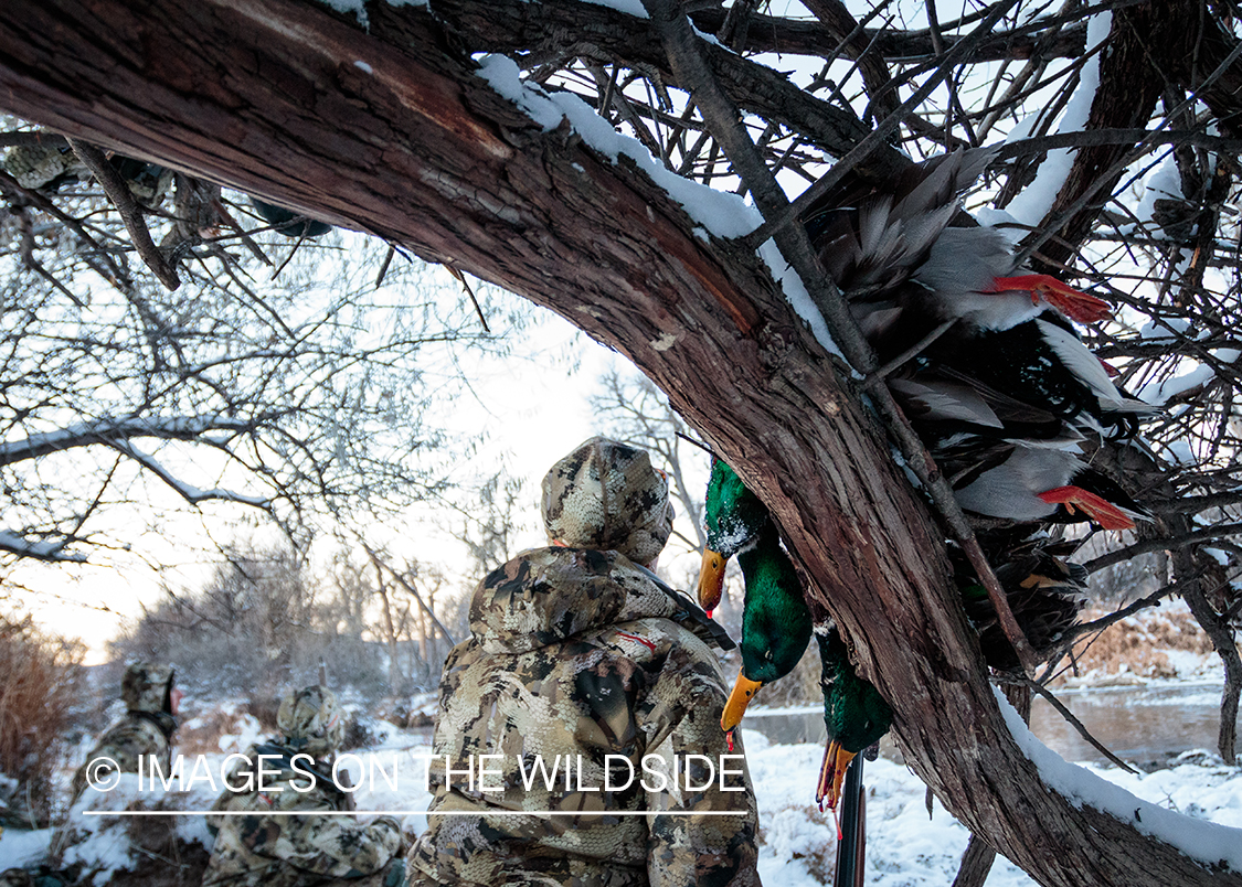 Hunter with bagged mallards.