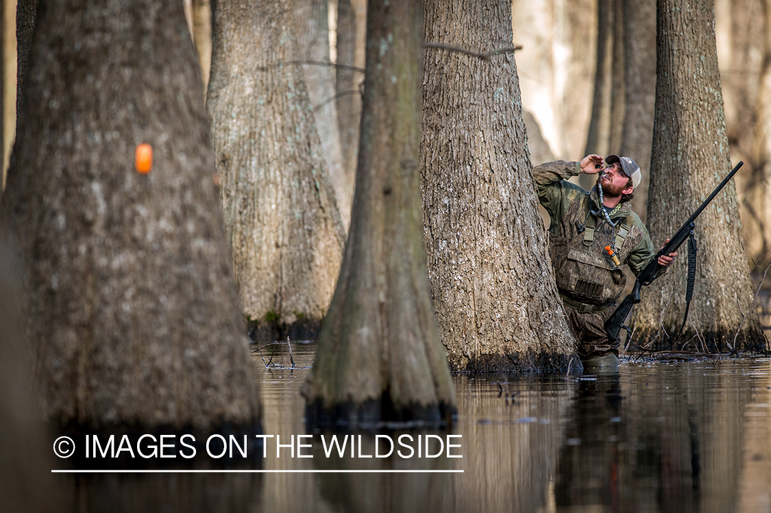 Duck hunter in flooded timber calling ducks.