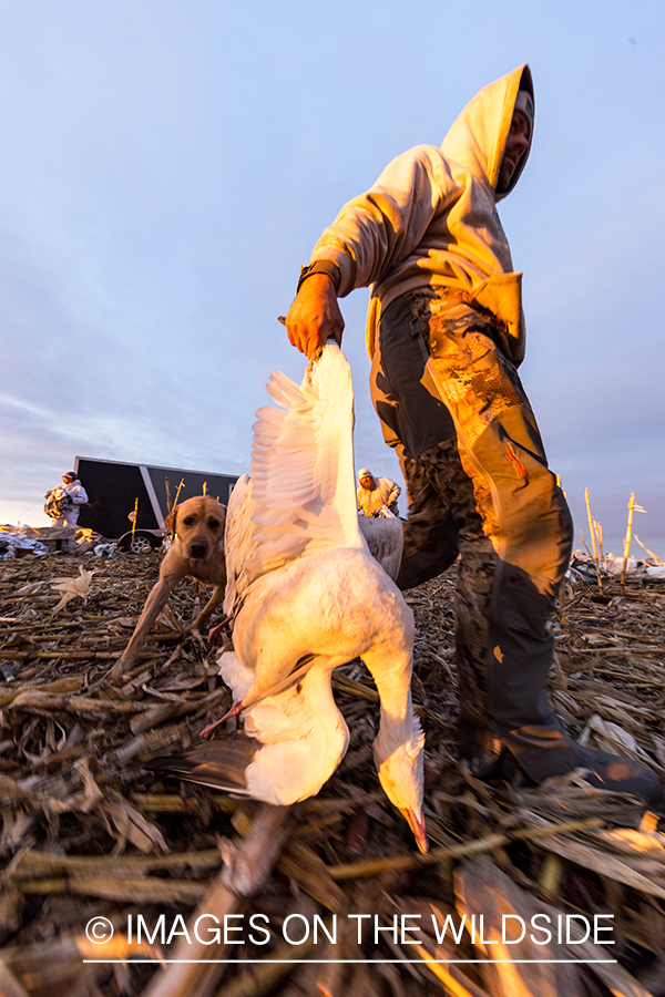 Hunter with bagged goose.
