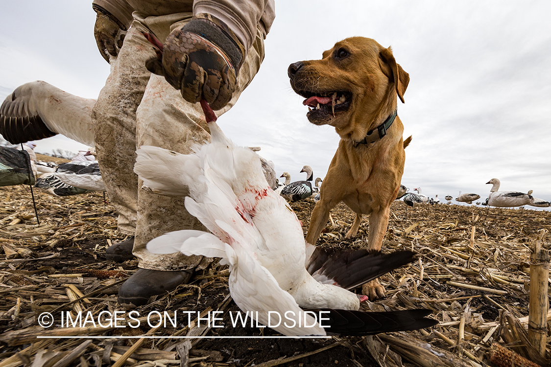 Yellow lab with bagged geese.
