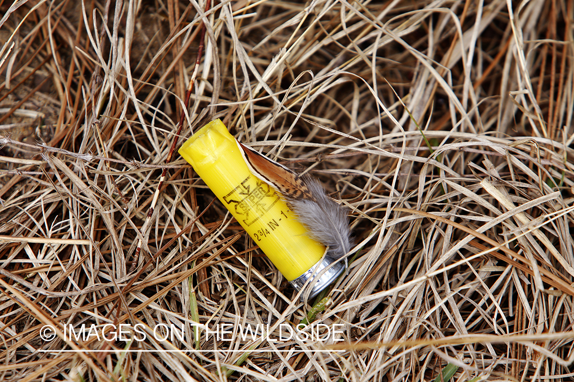 Bobwhite Quail feather on fired shotgun shell.