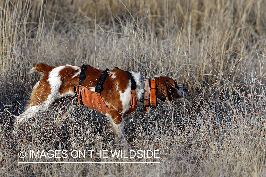 Mearns quail hunting with Brittany Spaniel.