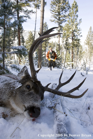 Mule deer hunter walking towards downed buck.