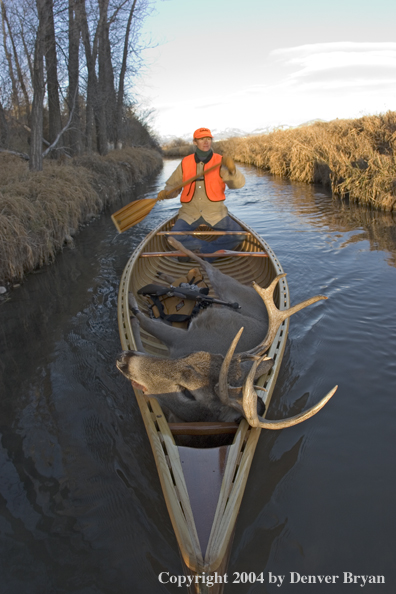 Woman big game hunter paddling canoe with bagged white-tailed deer in bow.