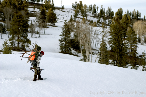 Big game hunter packing elk rack out on snowshoes.