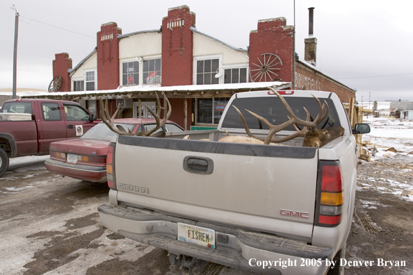 Field dressed bull elk and mule deer in back of truck.