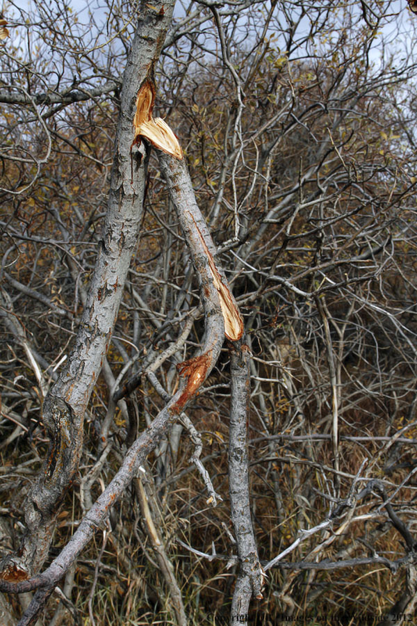 Tracking, broken branch by moose.