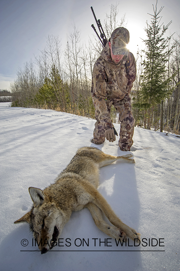 Predator hunter approaching downed coyote in snow covered field.