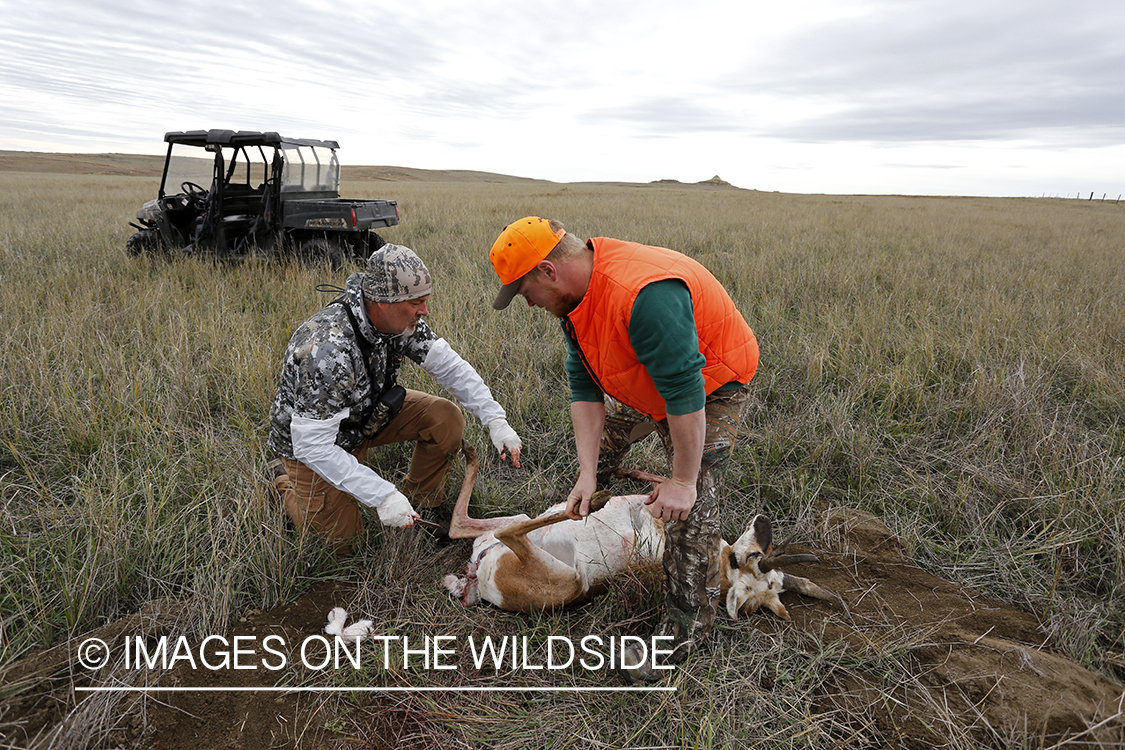 Hunters field dressing pronhorn antelope. 