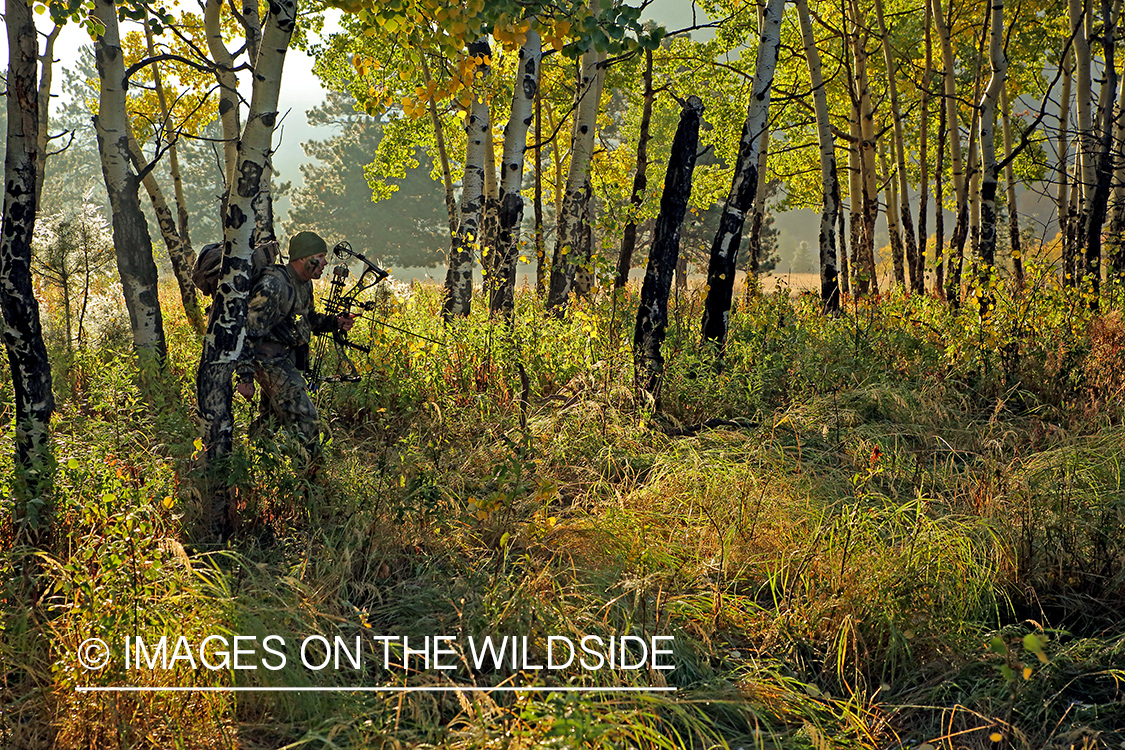 Bow hunter in aspens.