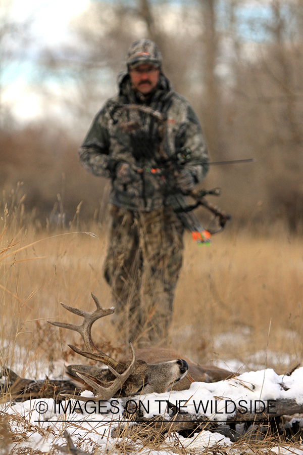 Bowhunter approaching downed white-tailed buck.