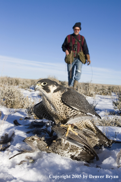 Peregrine falcon on sage grouse with falconer in background.