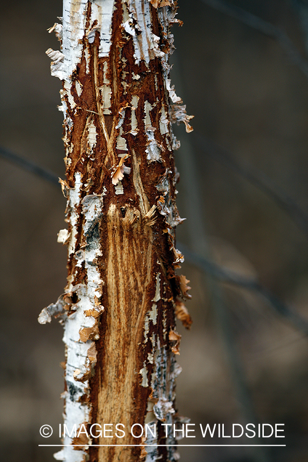 Deer scrape.