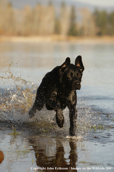 Black Labrador Retriever in field