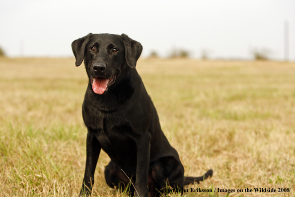 Black Labrador Retriever in field