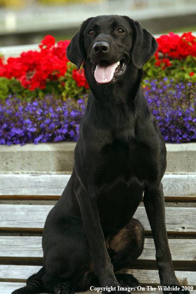 Black Labrador Retriever