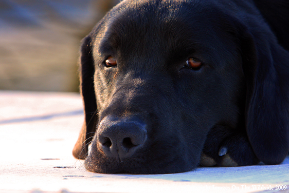 Black Labrador Retriever in field