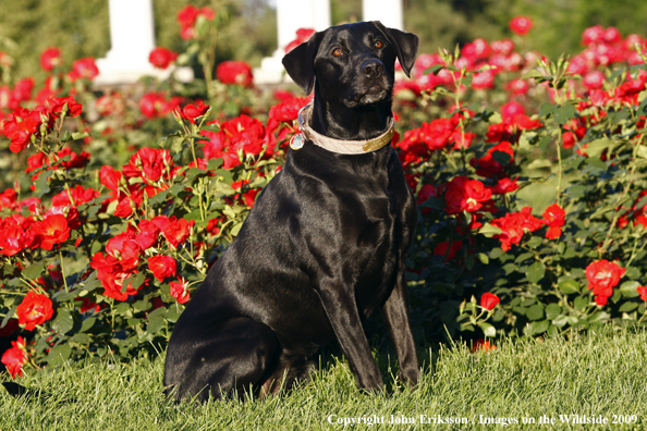 Black Labrador Retriever in yard