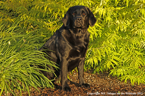 Black Labrador Retriever.