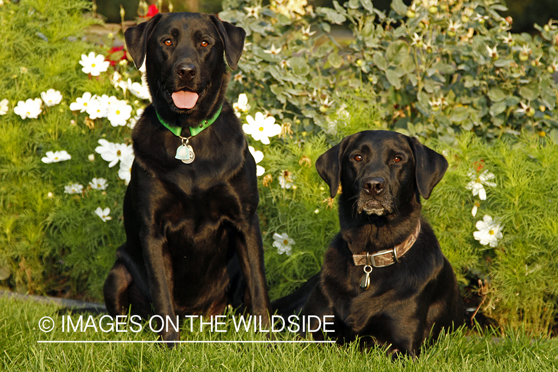 Black Labrador Retrievers