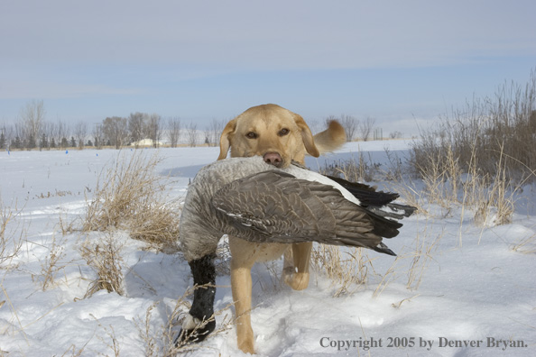 Yellow Labrador Retriever retrieving bagged goose. 