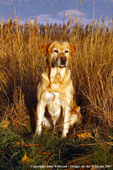 Yellow Labrador Retriever in field