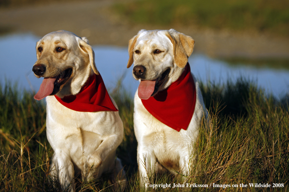 Yellow Labrador Retrievers in field