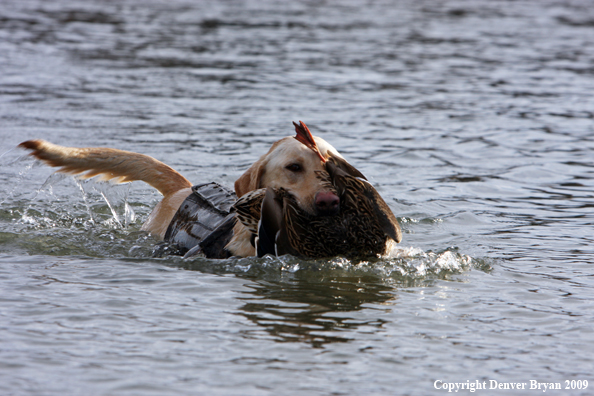 Labrador Retriever with Duck