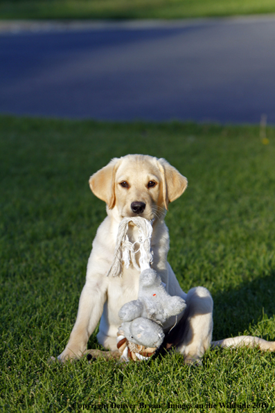 Yellow Labrador Retriever Puppy with toy