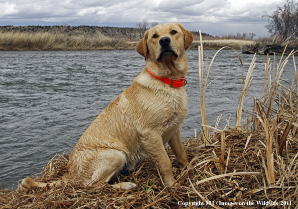 Yellow Labrador Retriever 