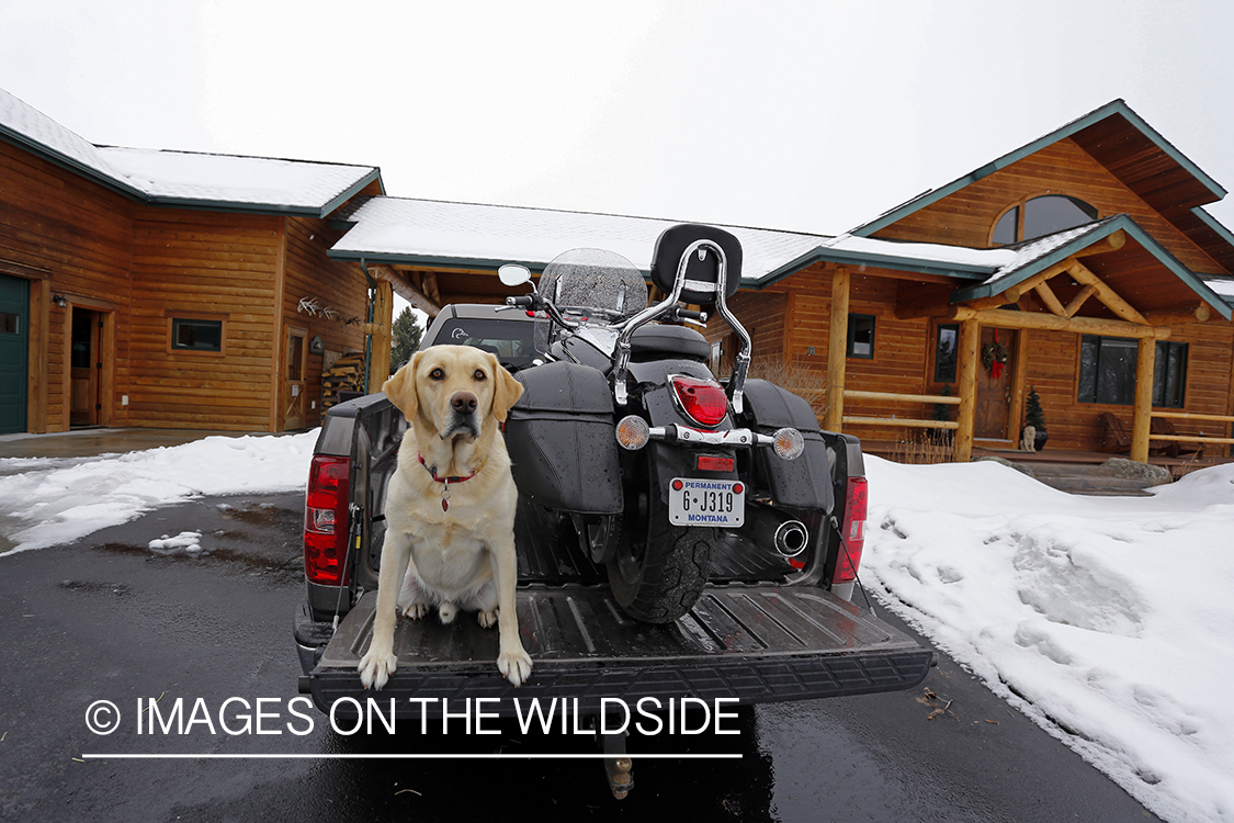 Yellow Labrador Retriever in truck bed with motorcycle.