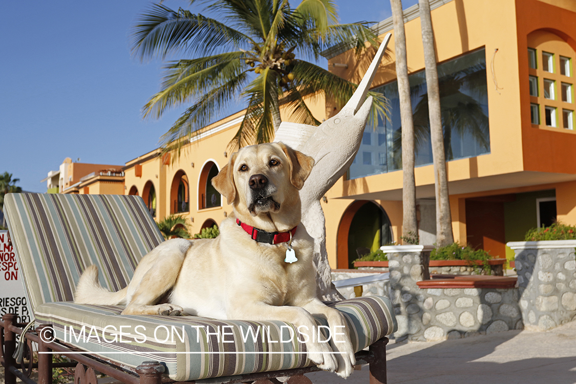 Yellow lab on lounge chair.