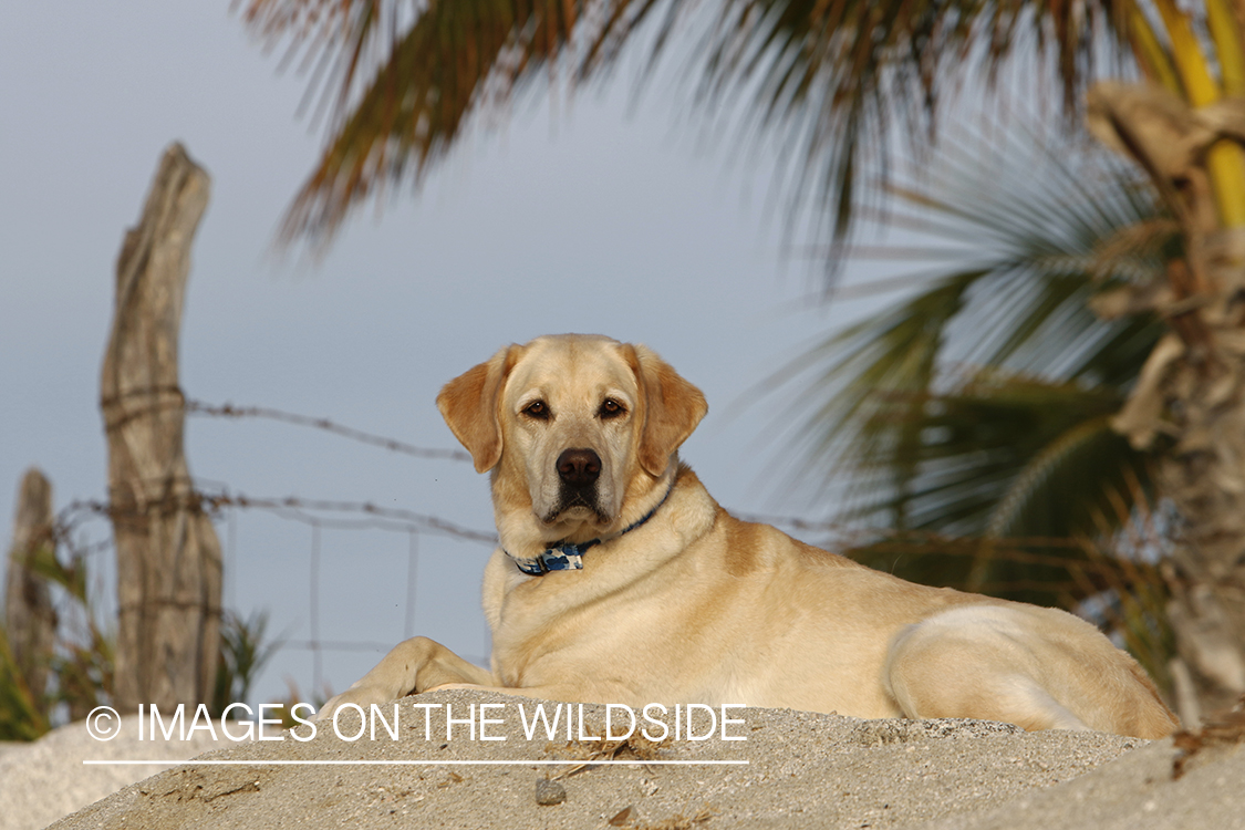 Yellow lab laying in sand.