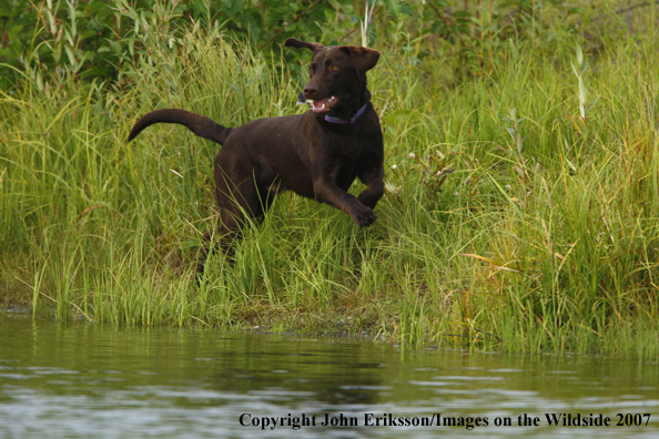 Chocolate Labrador in field