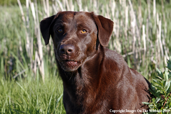 Chocolate Labrador Retriever in field