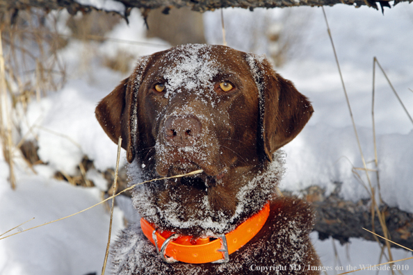 Chocolate Labrador Retriever